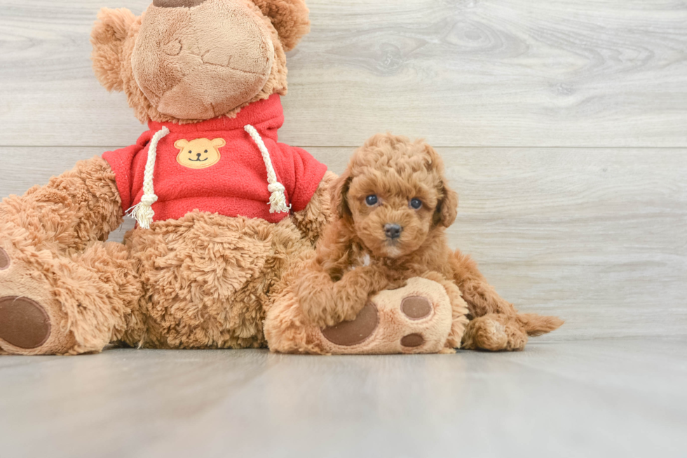 Friendly Mini Goldendoodle Baby