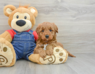 6 week old Mini Goldendoodle Puppy For Sale - Pilesgrove Pups