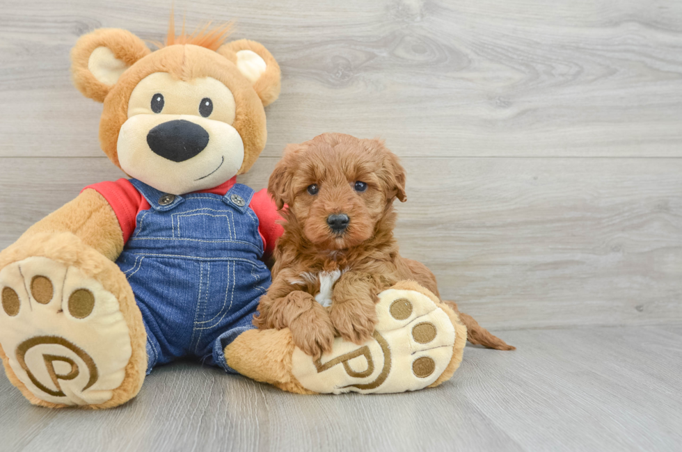 6 week old Mini Goldendoodle Puppy For Sale - Pilesgrove Pups