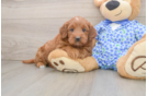 Adorable Golden Retriever Poodle Mix Poodle Mix Puppy