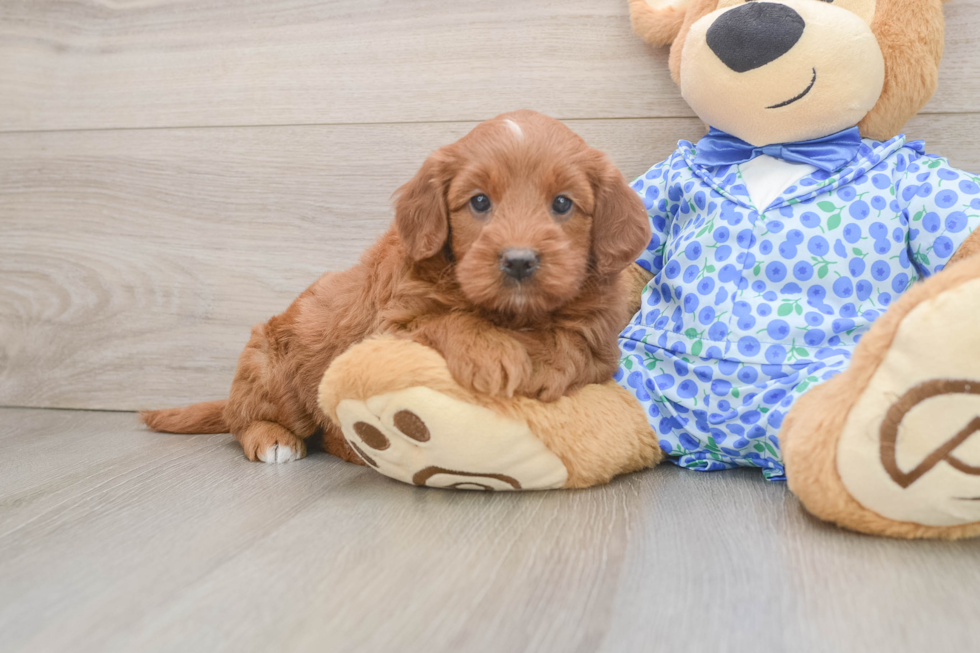 Adorable Golden Retriever Poodle Mix Poodle Mix Puppy