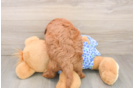 Smart Mini Goldendoodle Poodle Mix Pup
