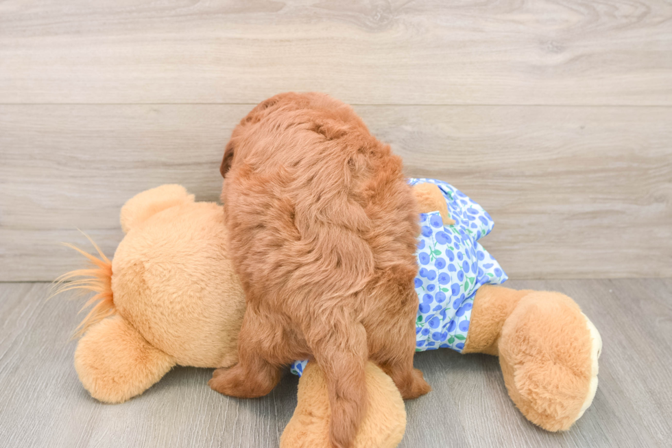 Smart Mini Goldendoodle Poodle Mix Pup