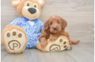 Best Mini Goldendoodle Baby