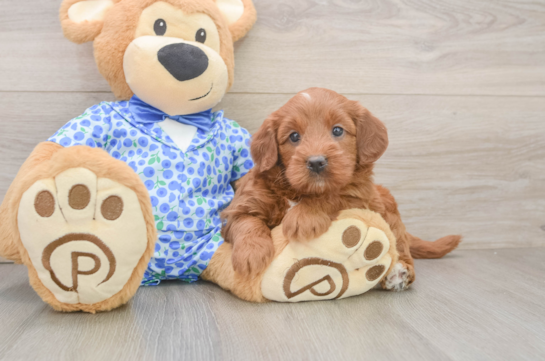 Best Mini Goldendoodle Baby