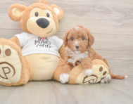 7 week old Mini Goldendoodle Puppy For Sale - Pilesgrove Pups