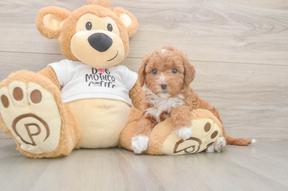 6 week old Mini Goldendoodle Puppy For Sale - Pilesgrove Pups