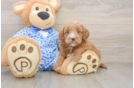 Friendly Mini Goldendoodle Baby