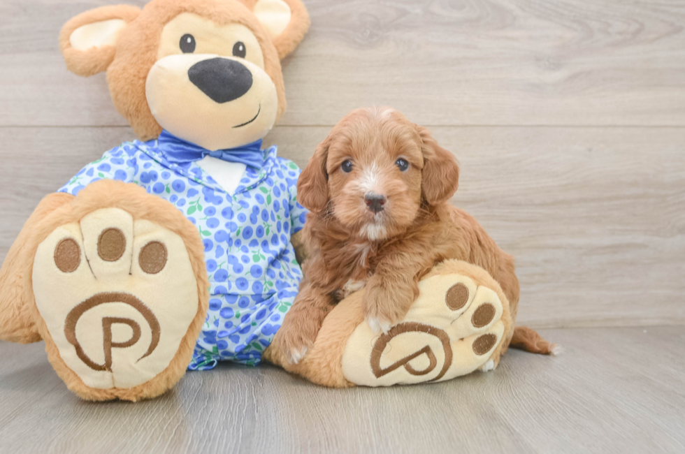 6 week old Mini Goldendoodle Puppy For Sale - Pilesgrove Pups
