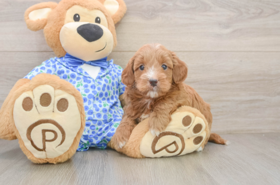 Friendly Mini Goldendoodle Baby