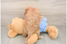 Petite Mini Goldendoodle Poodle Mix Pup