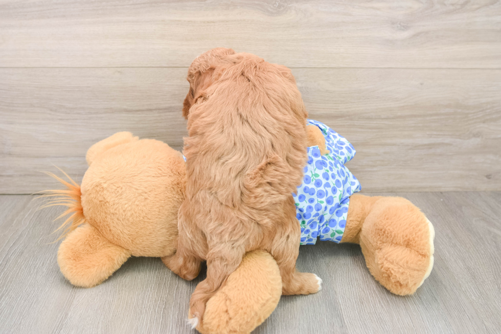 Petite Mini Goldendoodle Poodle Mix Pup