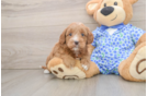 Playful Mini Groodle Poodle Mix Puppy