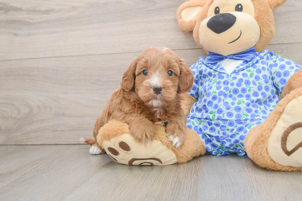Playful Mini Groodle Poodle Mix Puppy