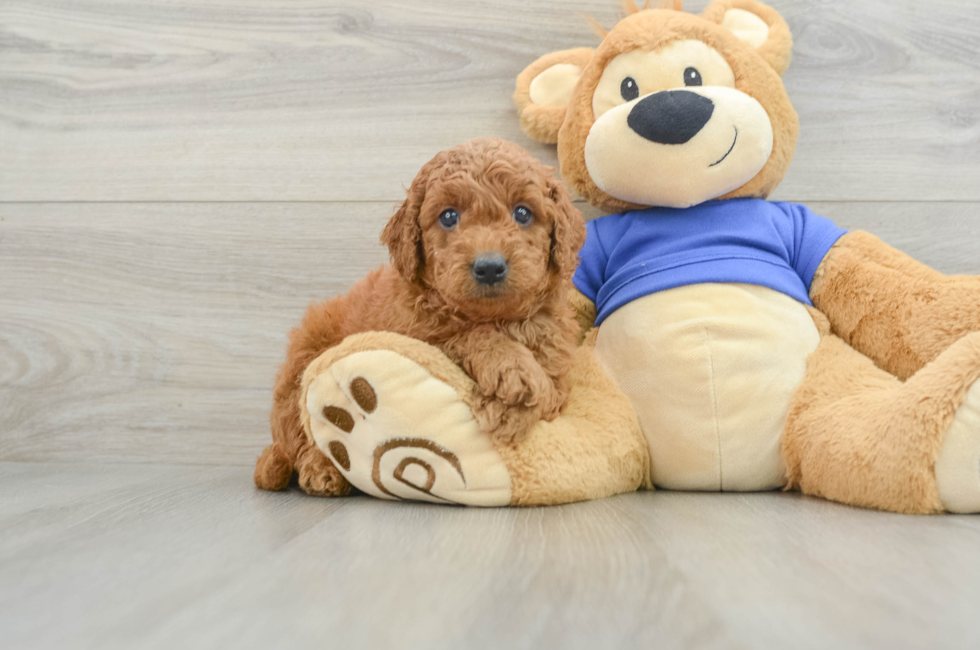 6 week old Mini Goldendoodle Puppy For Sale - Pilesgrove Pups