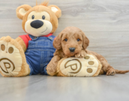 6 week old Mini Goldendoodle Puppy For Sale - Pilesgrove Pups