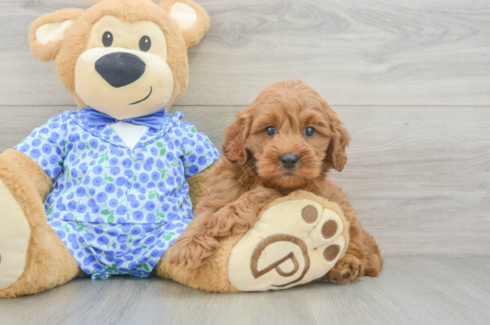 6 week old Mini Goldendoodle Puppy For Sale - Pilesgrove Pups