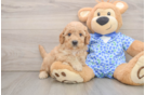 Adorable Golden Retriever Poodle Mix Poodle Mix Puppy