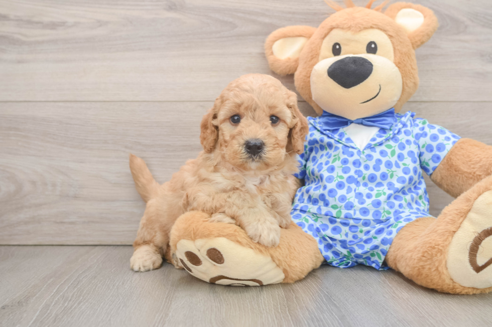 Adorable Golden Retriever Poodle Mix Poodle Mix Puppy