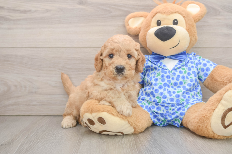 6 week old Mini Goldendoodle Puppy For Sale - Pilesgrove Pups