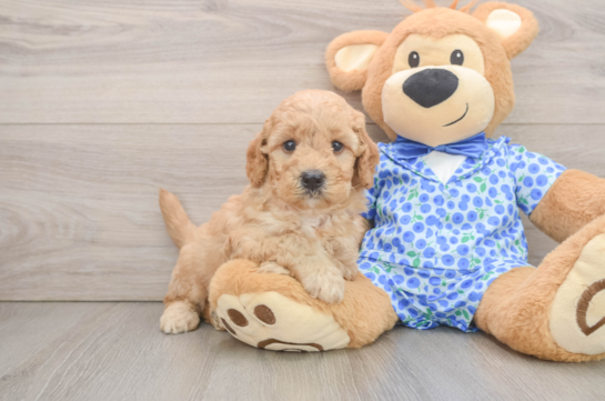 Adorable Golden Retriever Poodle Mix Poodle Mix Puppy