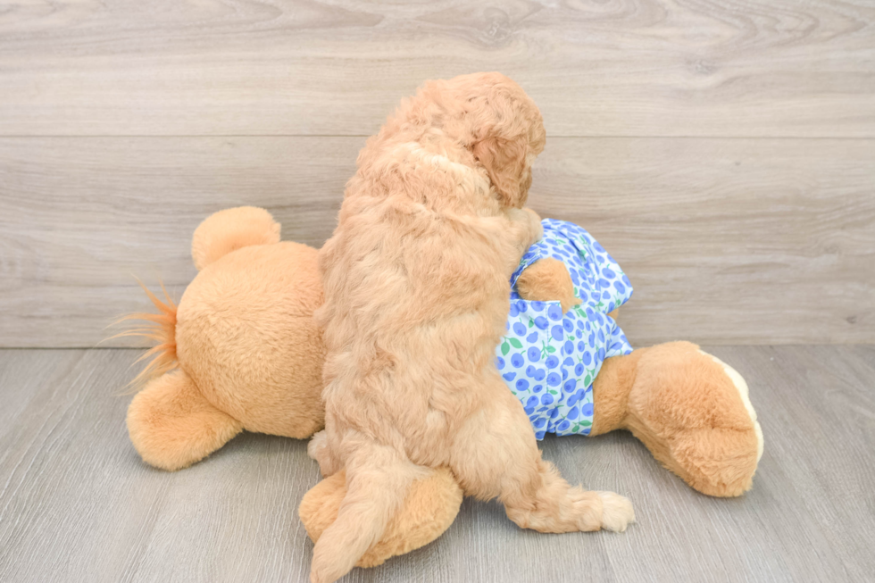 Mini Goldendoodle Pup Being Cute