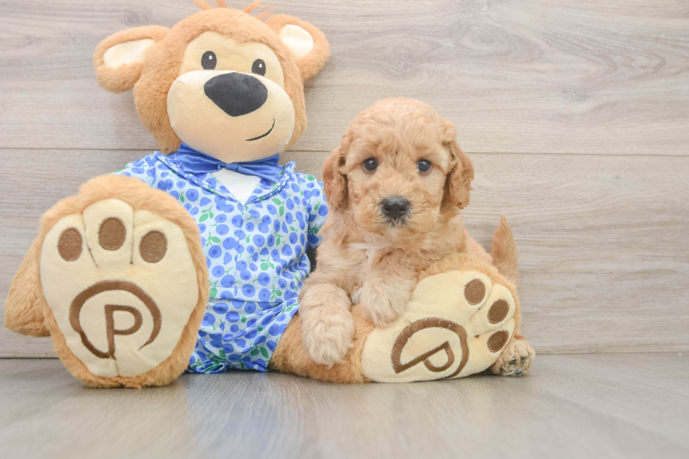 Mini Goldendoodle Puppy for Adoption