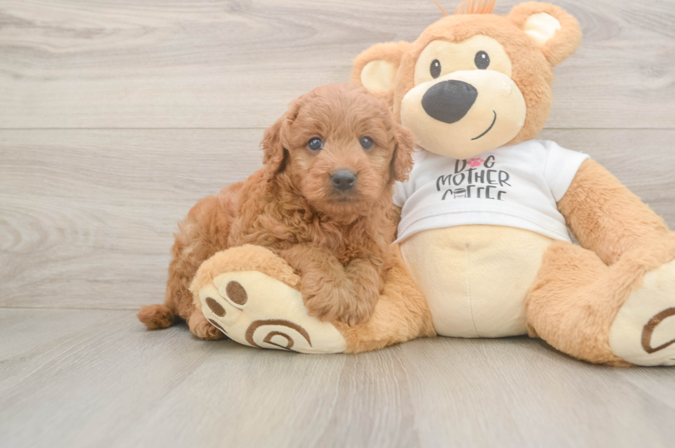 6 week old Mini Goldendoodle Puppy For Sale - Pilesgrove Pups