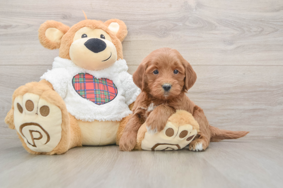 6 week old Mini Goldendoodle Puppy For Sale - Pilesgrove Pups