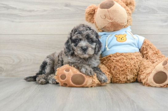 Energetic Golden Doodle Poodle Mix Puppy