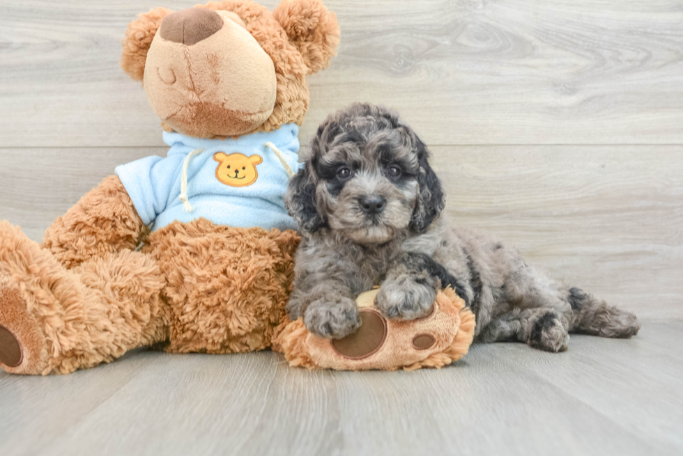 Best Mini Goldendoodle Baby