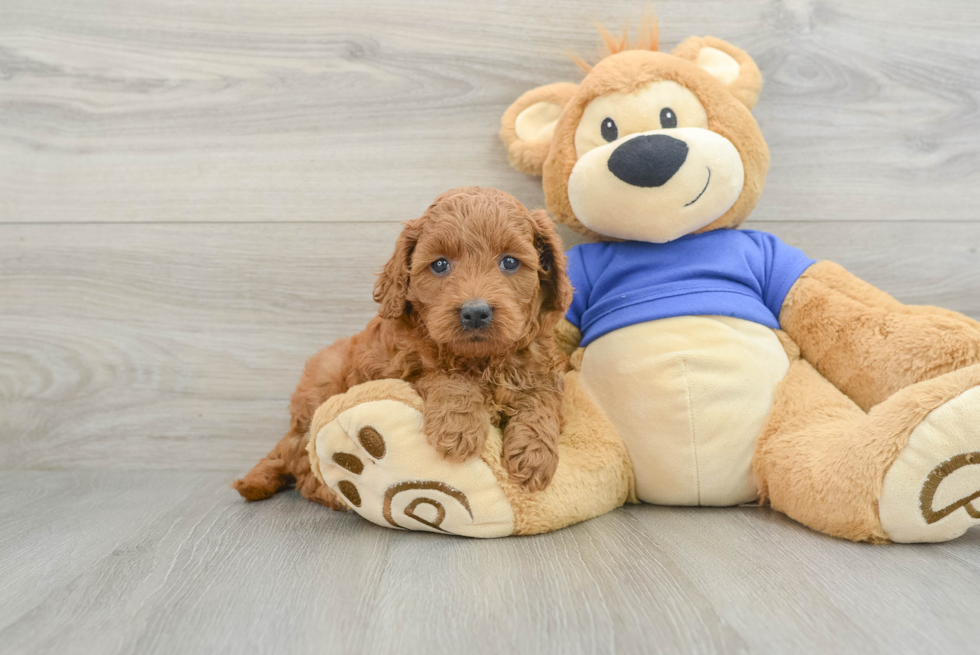 Petite Mini Goldendoodle Poodle Mix Pup