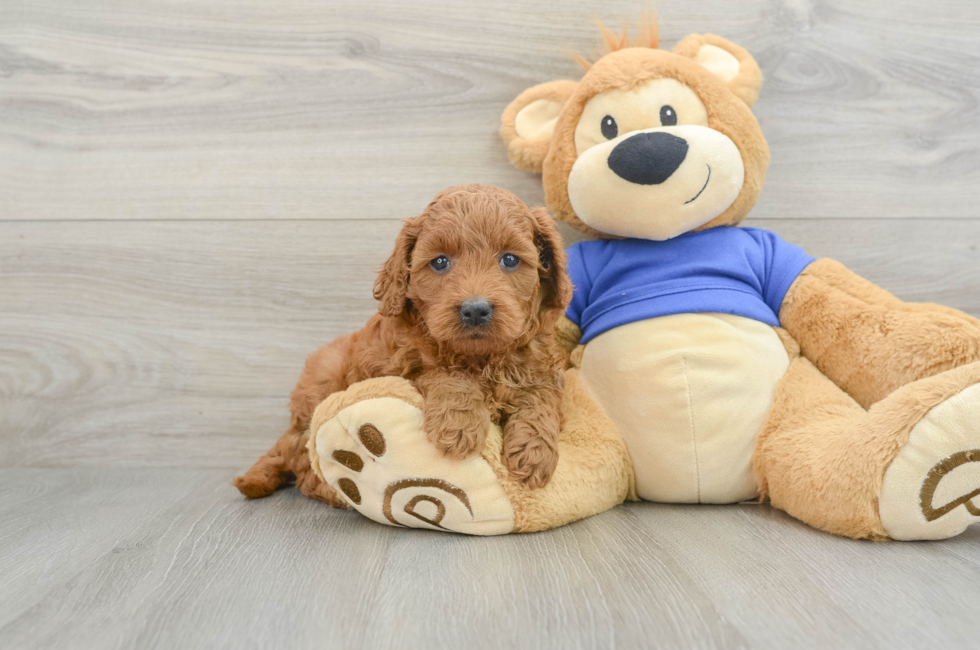 6 week old Mini Goldendoodle Puppy For Sale - Pilesgrove Pups