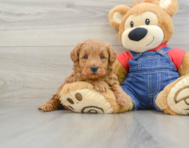 7 week old Mini Goldendoodle Puppy For Sale - Pilesgrove Pups