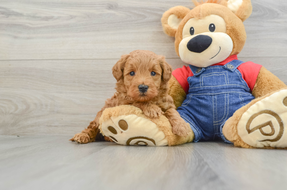 6 week old Mini Goldendoodle Puppy For Sale - Pilesgrove Pups