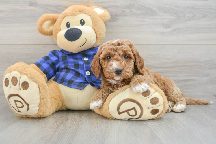 Happy Mini Goldendoodle Baby