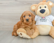 8 week old Mini Goldendoodle Puppy For Sale - Pilesgrove Pups