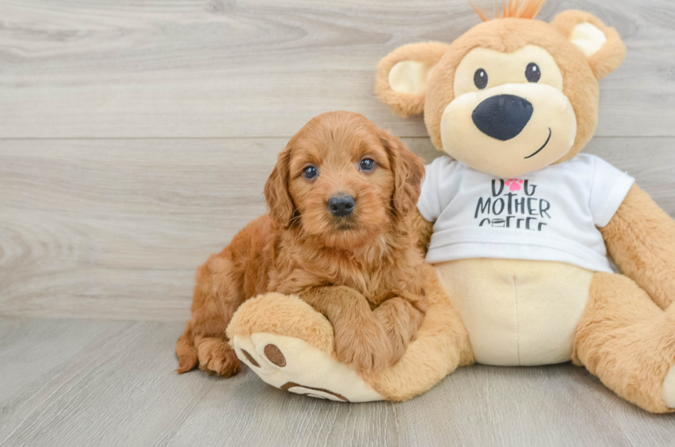 7 week old Mini Goldendoodle Puppy For Sale - Pilesgrove Pups
