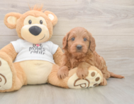 7 week old Mini Goldendoodle Puppy For Sale - Pilesgrove Pups
