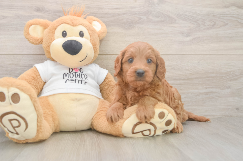 6 week old Mini Goldendoodle Puppy For Sale - Pilesgrove Pups