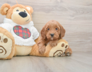 7 week old Mini Goldendoodle Puppy For Sale - Pilesgrove Pups