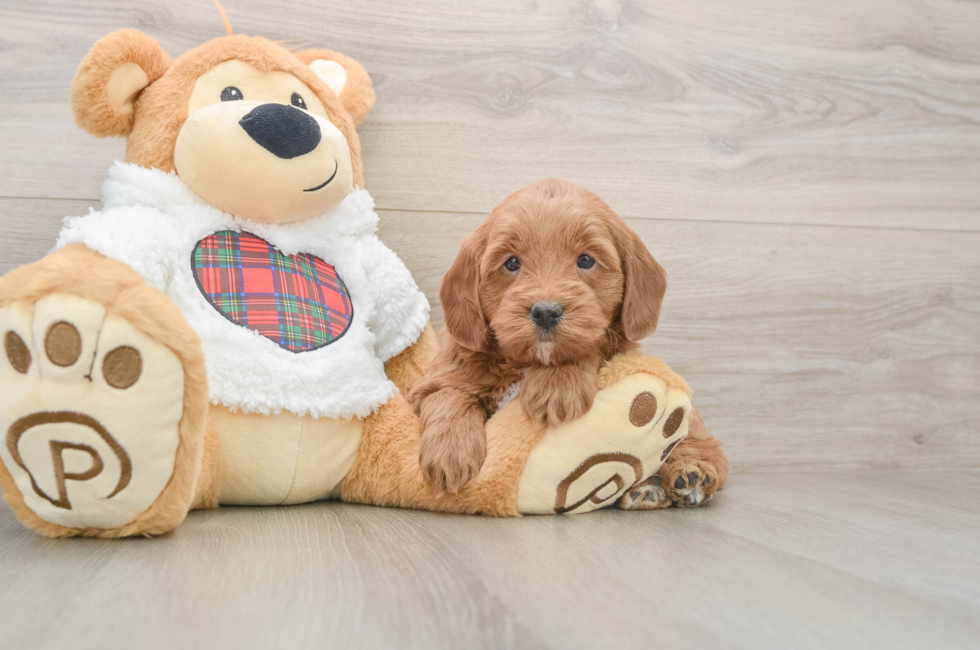 6 week old Mini Goldendoodle Puppy For Sale - Pilesgrove Pups