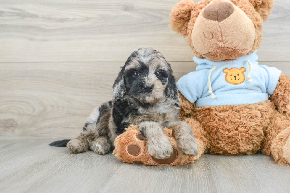 Fluffy Mini Goldendoodle Poodle Mix Pup