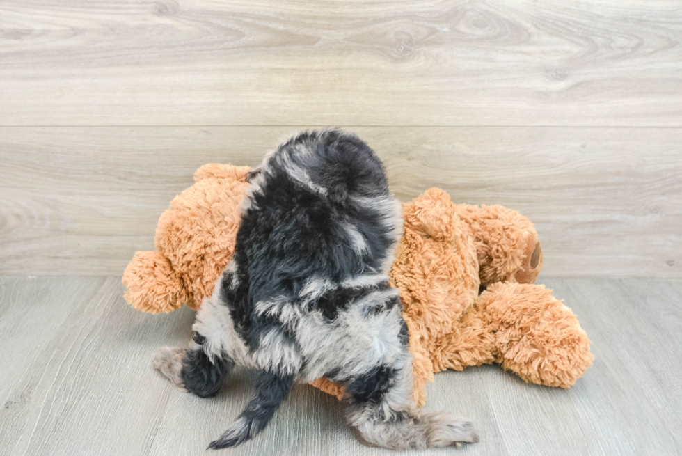 Mini Goldendoodle Pup Being Cute