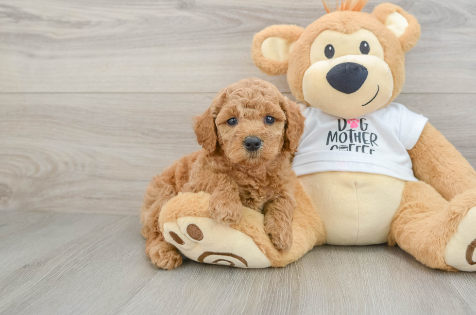 7 week old Mini Goldendoodle Puppy For Sale - Pilesgrove Pups