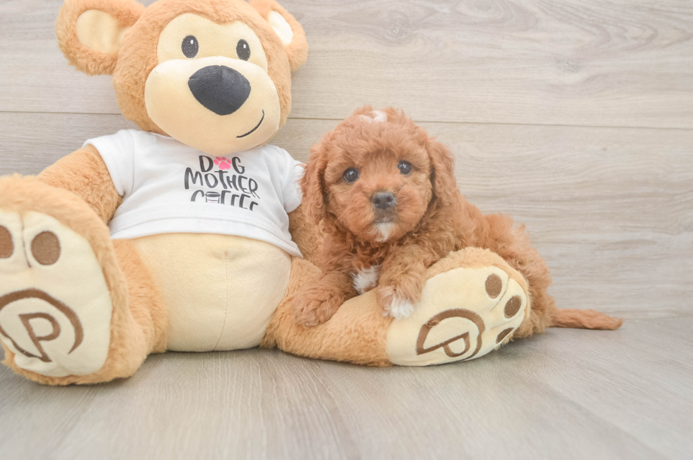 6 week old Mini Goldendoodle Puppy For Sale - Pilesgrove Pups