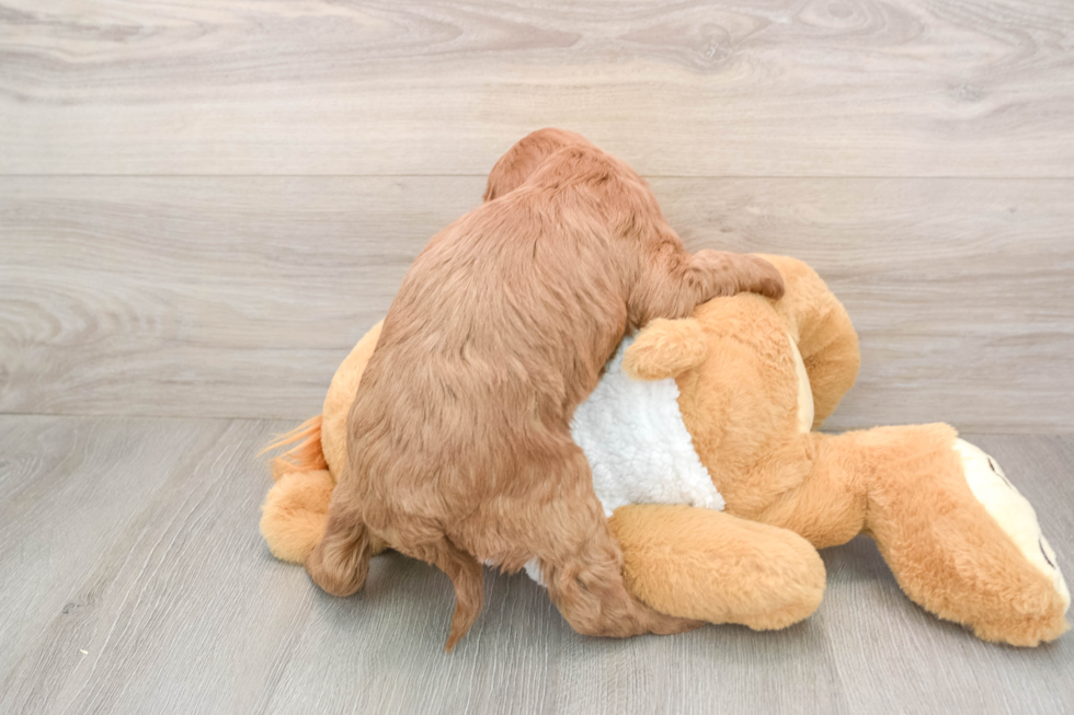 Small Mini Goldendoodle Baby
