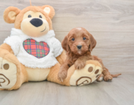 8 week old Mini Goldendoodle Puppy For Sale - Pilesgrove Pups