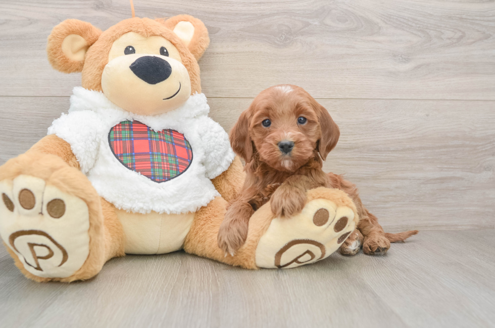 6 week old Mini Goldendoodle Puppy For Sale - Pilesgrove Pups