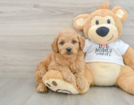 8 week old Mini Goldendoodle Puppy For Sale - Pilesgrove Pups